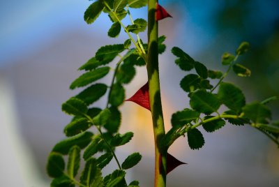 Rosa xanthina 'Canary Bird' - růže zlatožlutá - trny